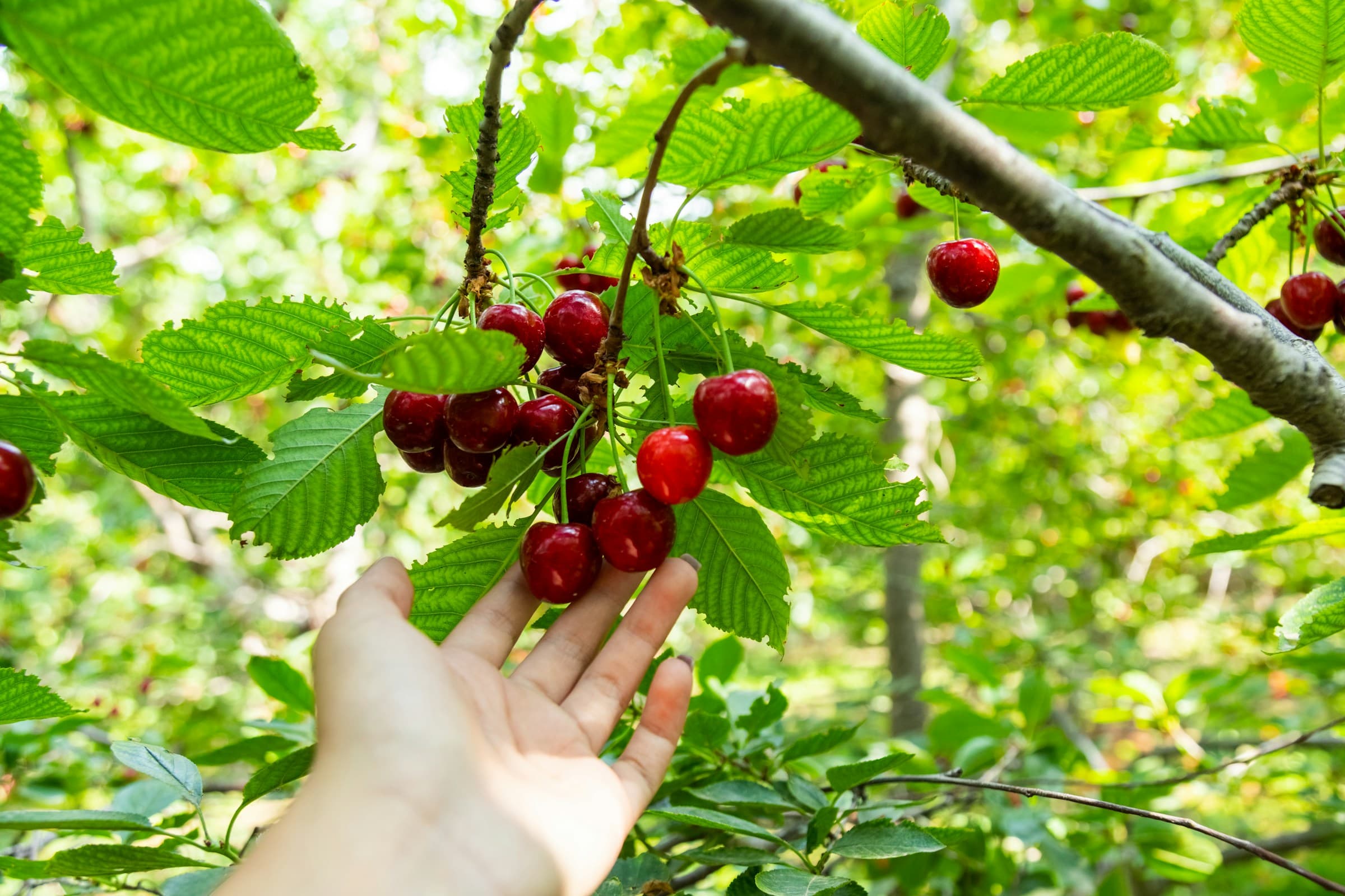 A hand reaching for ripe cherries on the branch